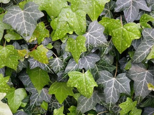 Hedera kopen