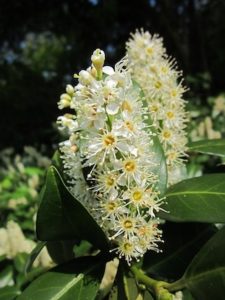 Laurier planten