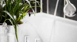 Welke planten doen het goed in de badkamer